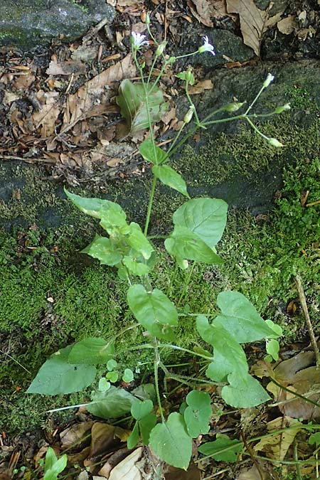Stellaria montana \ Stachelsamige Wald-Sternmiere / Wood Stitchwort, A Deutschlandsberger Klause 30.6.2022