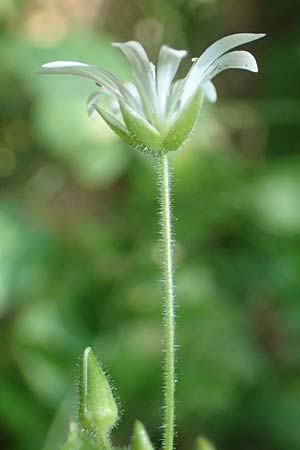Stellaria montana \ Stachelsamige Wald-Sternmiere / Wood Stitchwort, A Deutschlandsberger Klause 30.6.2022