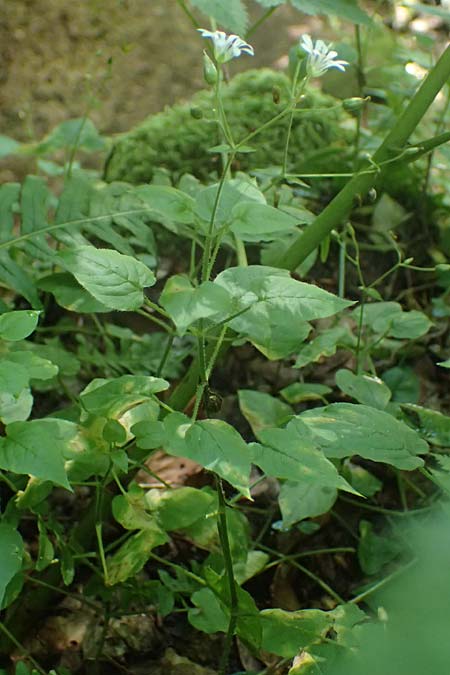 Stellaria montana \ Stachelsamige Wald-Sternmiere / Wood Stitchwort, A Deutschlandsberger Klause 30.6.2022