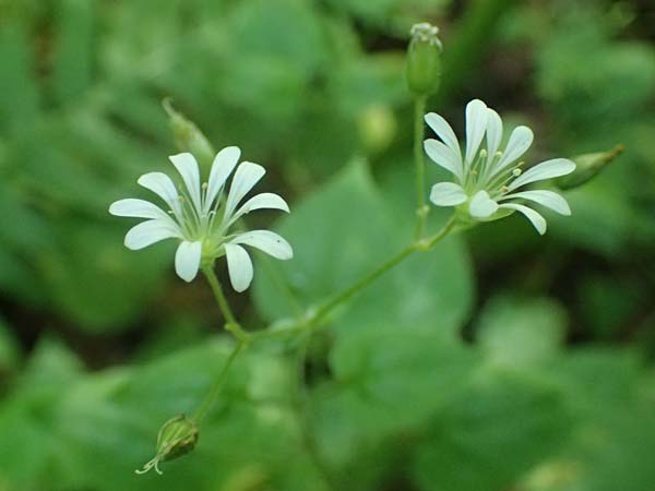 Stellaria montana \ Stachelsamige Wald-Sternmiere / Wood Stitchwort, A Deutschlandsberger Klause 30.6.2022