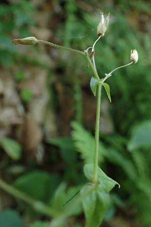 Stellaria montana \ Stachelsamige Wald-Sternmiere / Wood Stitchwort, A Deutschlandsberger Klause 30.6.2022