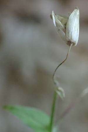 Stellaria montana \ Stachelsamige Wald-Sternmiere / Wood Stitchwort, A Deutschlandsberger Klause 30.6.2022
