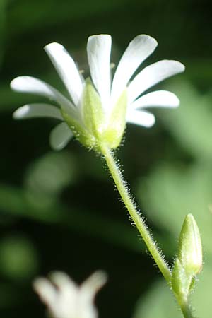 Stellaria montana \ Stachelsamige Wald-Sternmiere / Wood Stitchwort, A Kärnten/Carinthia, Koralpe 1.7.2022