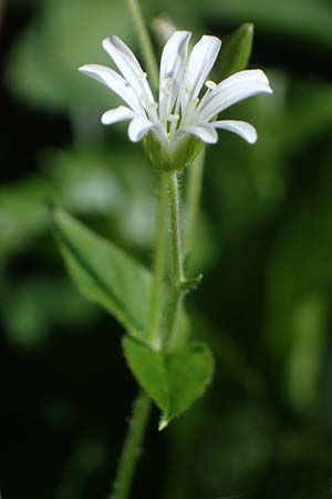 Stellaria montana \ Stachelsamige Wald-Sternmiere / Wood Stitchwort, A Kärnten/Carinthia, Koralpe 1.7.2022