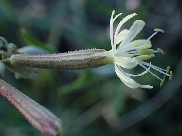 Silene multiflora \ Vielbl&uuml;tige Lichtnelke / Many-Flowered Catchfly, A Seewinkel, Podersdorf 22.9.2022