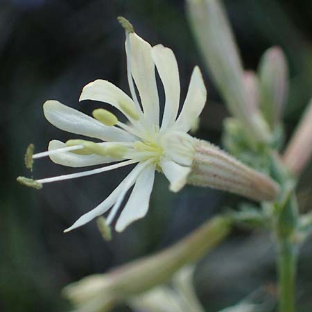 Silene multiflora \ Vielbl&uuml;tige Lichtnelke / Many-Flowered Catchfly, A Seewinkel, Podersdorf 22.9.2022