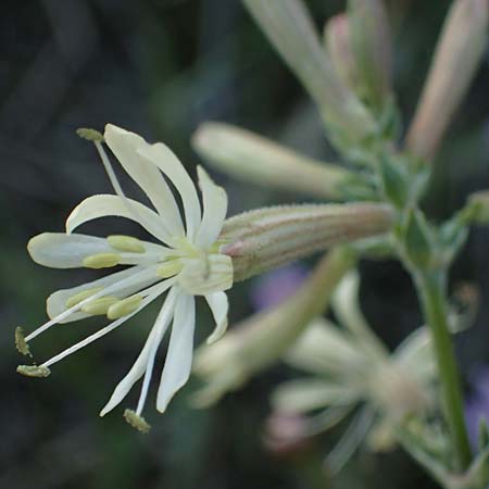 Silene multiflora \ Vielbl&uuml;tige Lichtnelke / Many-Flowered Catchfly, A Seewinkel, Podersdorf 22.9.2022