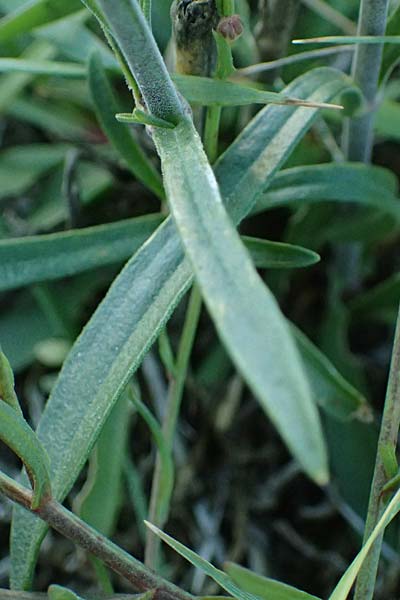 Silene multiflora \ Vielbl&uuml;tige Lichtnelke / Many-Flowered Catchfly, A Seewinkel, Podersdorf 22.9.2022