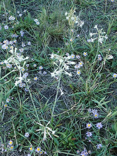 Silene multiflora \ Vielbl&uuml;tige Lichtnelke / Many-Flowered Catchfly, A Seewinkel, Podersdorf 22.9.2022