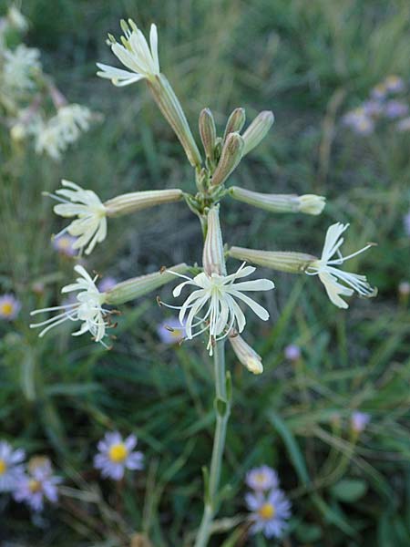 Silene multiflora \ Vielbl&uuml;tige Lichtnelke / Many-Flowered Catchfly, A Seewinkel, Podersdorf 22.9.2022