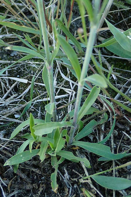 Silene multiflora \ Vielbl&uuml;tige Lichtnelke / Many-Flowered Catchfly, A Seewinkel, Podersdorf 22.9.2022