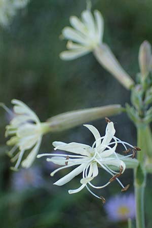 Silene multiflora \ Vielbl&uuml;tige Lichtnelke / Many-Flowered Catchfly, A Seewinkel, Podersdorf 22.9.2022