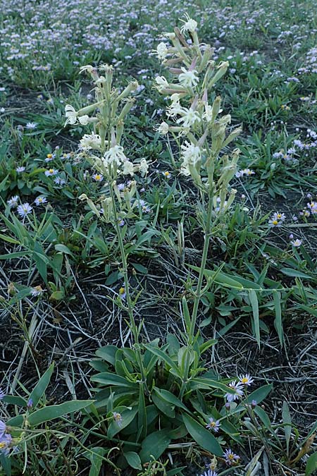 Silene multiflora \ Vielbl&uuml;tige Lichtnelke / Many-Flowered Catchfly, A Seewinkel, Podersdorf 22.9.2022