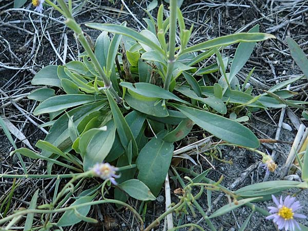 Silene multiflora \ Vielbl&uuml;tige Lichtnelke / Many-Flowered Catchfly, A Seewinkel, Podersdorf 22.9.2022