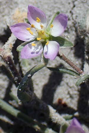 Spergularia media \ Flgelsamige Schuppenmiere / Greater Sea Spurrey, A Seewinkel, Apetlon 23.9.2022