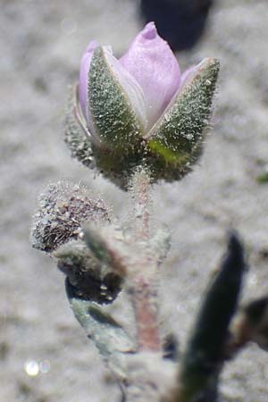 Spergularia media \ Flgelsamige Schuppenmiere / Greater Sea Spurrey, A Seewinkel, Apetlon 23.9.2022
