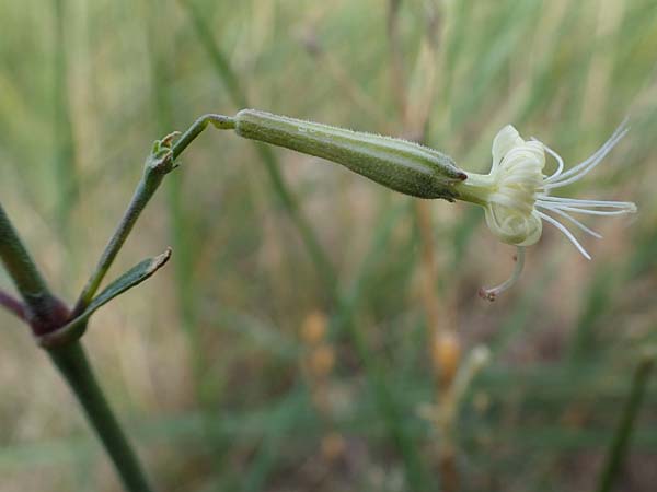 Silene multiflora \ Vielbl&uuml;tige Lichtnelke / Many-Flowered Catchfly, A Seewinkel, Apetlon 26.9.2022