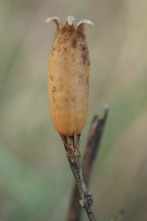 Silene multiflora \ Vielbl&uuml;tige Lichtnelke / Many-Flowered Catchfly, A Seewinkel, Apetlon 26.9.2022
