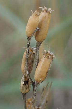 Silene multiflora \ Vielbl&uuml;tige Lichtnelke / Many-Flowered Catchfly, A Seewinkel, Apetlon 26.9.2022