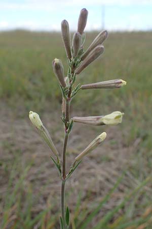 Silene multiflora \ Vielbl&uuml;tige Lichtnelke / Many-Flowered Catchfly, A Seewinkel, Apetlon 26.9.2022