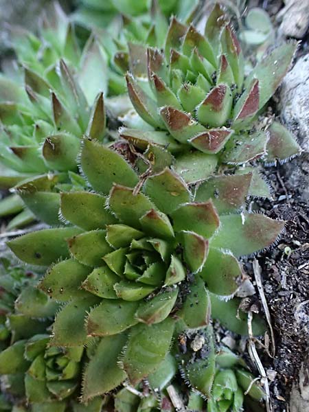 Sempervivum tectorum \ Dach-Hauswurz / Common House-Leek, A Kärnten/Carinthia, St. Paul im Lavanttal 4.4.2023