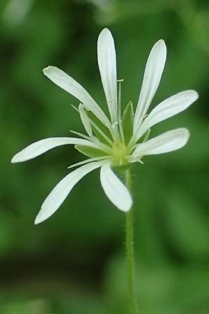 Stellaria montana \ Stachelsamige Wald-Sternmiere / Wood Stitchwort, A Kärnten/Carinthia, Koralpe 4.7.2023