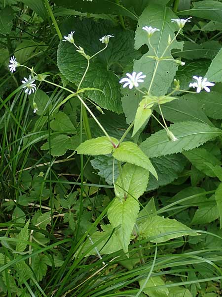 Stellaria montana \ Stachelsamige Wald-Sternmiere / Wood Stitchwort, A Kärnten/Carinthia, Koralpe 5.7.2023