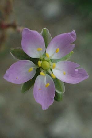 Spergularia media \ Flgelsamige Schuppenmiere / Greater Sea Spurrey, A Seewinkel, Apetlon 12.7.2023