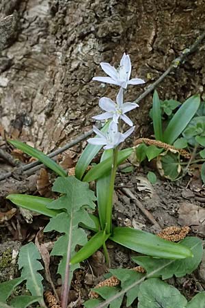 Scilla mischtschenkoana \ Persischer Blaustern, Kaukasische Sternhyazinthe / Early Scilla, White Squill, A Wien-Oberlaa 6.3.2024