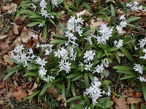 Scilla mischtschenkoana \ Persischer Blaustern, Kaukasische Sternhyazinthe / Early Scilla, White Squill, A Wien-Oberlaa 6.3.2024