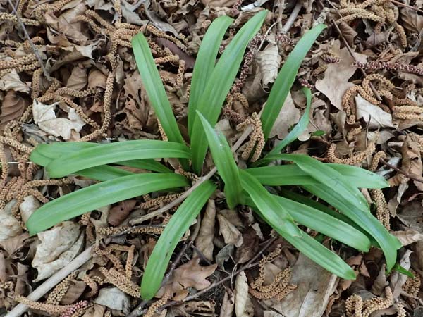 Scilla mischtschenkoana \ Persischer Blaustern, Kaukasische Sternhyazinthe / Early Scilla, White Squill, A Wien-Oberlaa 6.3.2024