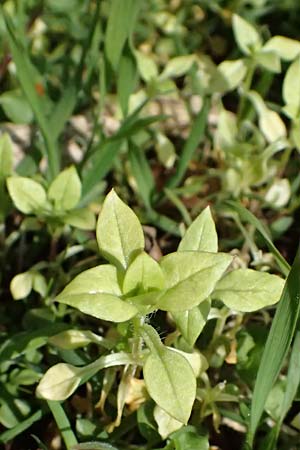 Stellaria media \ Vogelmiere / Common Chickweed, A Gießhübl 7.3.2024