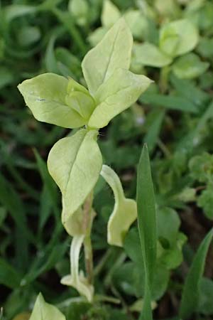 Stellaria media \ Vogelmiere / Common Chickweed, A Gießhübl 7.3.2024