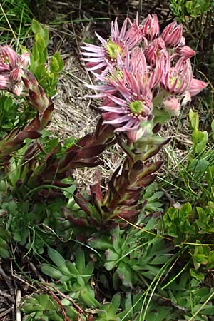 Sempervivum montanum subsp. stiriacum \ Steirische Berg-Hauswurz / Styrian Mountain House-Leek, A Trenchtling 6.7.2024