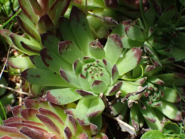 Sempervivum montanum subsp. stiriacum \ Steirische Berg-Hauswurz / Styrian Mountain House-Leek, A Trenchtling 6.7.2024