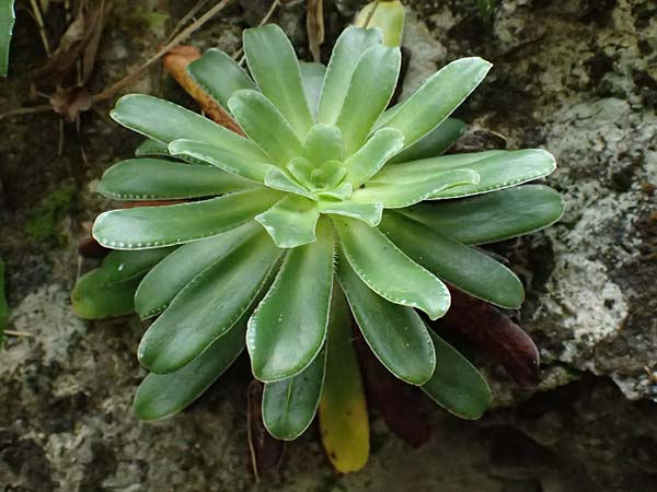 Saxifraga mutata \ Kies-Steinbrech / Saffron-coloured Saxifrage, A Palfau 8.7.2024