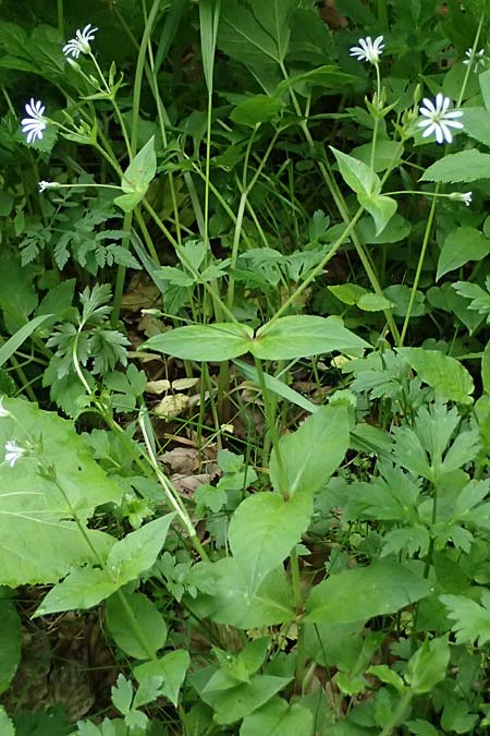 Stellaria montana \ Stachelsamige Wald-Sternmiere / Wood Stitchwort, A Fronleiten 13.5.2025