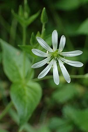 Stellaria montana \ Stachelsamige Wald-Sternmiere / Wood Stitchwort, A Fronleiten 13.5.2025