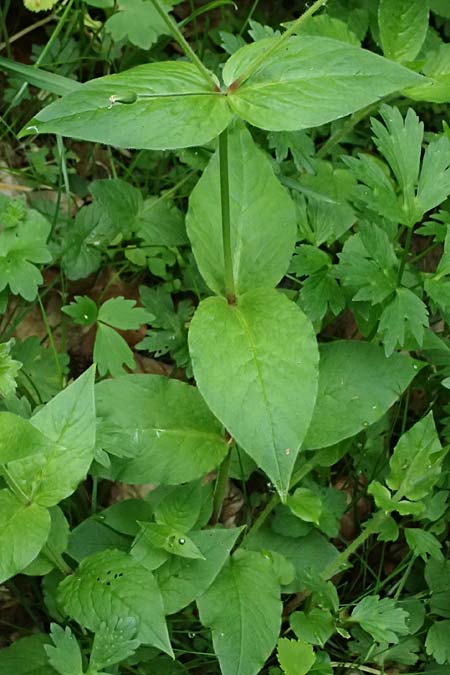 Stellaria montana \ Stachelsamige Wald-Sternmiere / Wood Stitchwort, A Fronleiten 13.5.2025