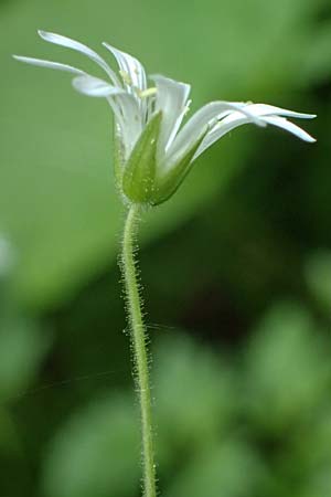 Stellaria montana \ Stachelsamige Wald-Sternmiere / Wood Stitchwort, A Fronleiten 13.5.2025