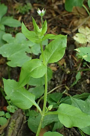 Stellaria media \ Vogelmiere / Common Chickweed, A St. Martin im Sulmtal 13.5.2025