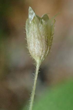 Stellaria media \ Vogelmiere / Common Chickweed, A St. Martin im Sulmtal 13.5.2025