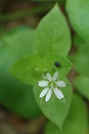 Stellaria media \ Vogelmiere / Common Chickweed, A St. Martin im Sulmtal 13.5.2025