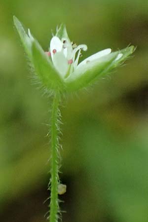 Stellaria media \ Vogelmiere / Common Chickweed, A St. Martin im Sulmtal 13.5.2025