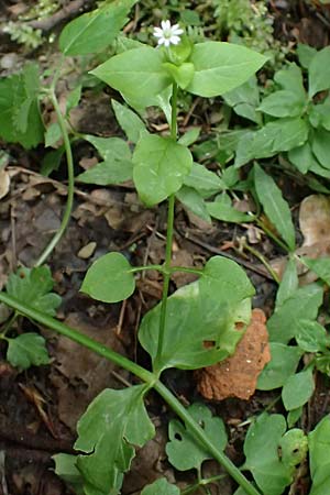 Stellaria media \ Vogelmiere / Common Chickweed, A St. Martin im Sulmtal 13.5.2025