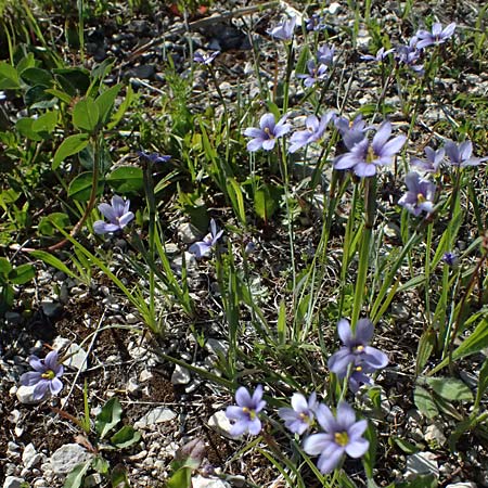 Sisyrinchium montanum \ Berg-Binsenlilie / Strict Eyed Grass, A St.  Gilgen 14.5.2025