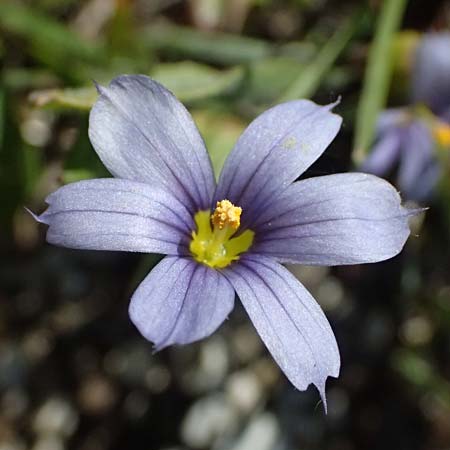 Sisyrinchium montanum \ Berg-Binsenlilie / Strict Eyed Grass, A St.  Gilgen 14.5.2025