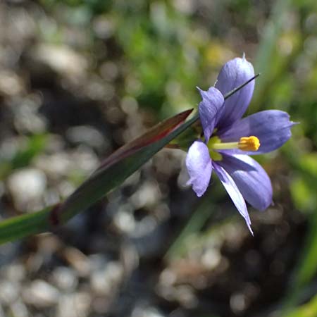 Sisyrinchium montanum \ Berg-Binsenlilie / Strict Eyed Grass, A St.  Gilgen 14.5.2025