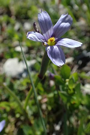 Sisyrinchium montanum \ Berg-Binsenlilie / Strict Eyed Grass, A St.  Gilgen 14.5.2025