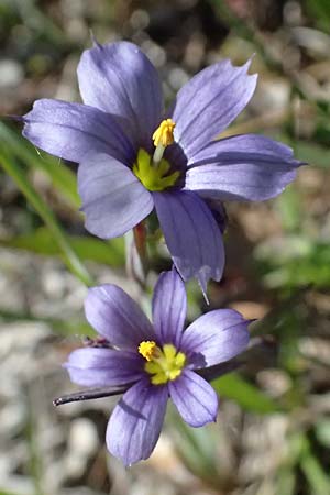 Sisyrinchium montanum \ Berg-Binsenlilie / Strict Eyed Grass, A St.  Gilgen 14.5.2025